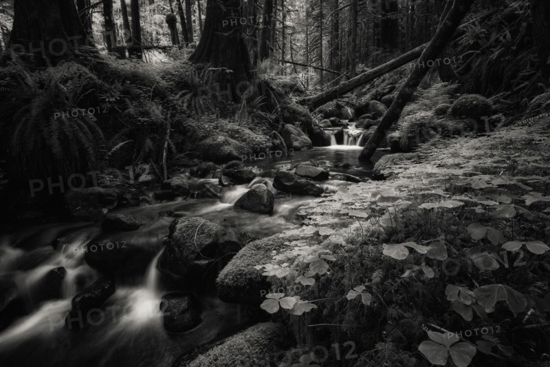 Secret Forest.