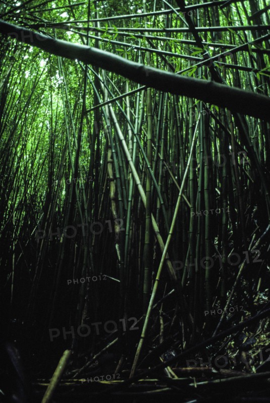 Bamboo Forest.