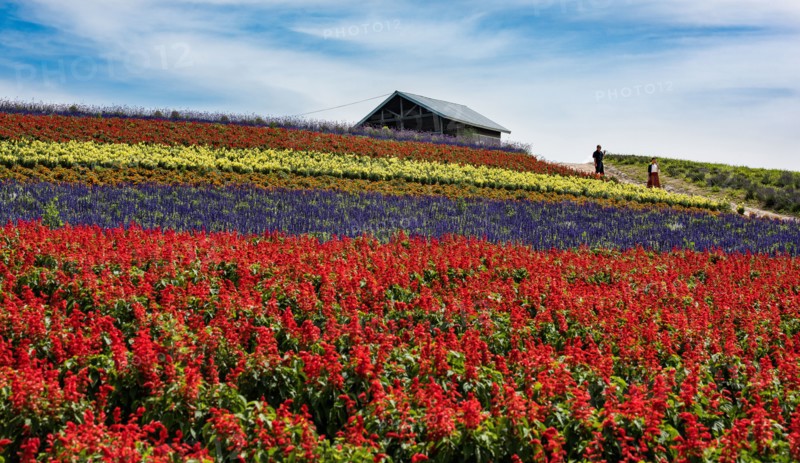 Flower Field.