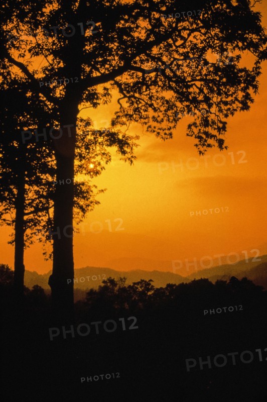 Orange Trees.