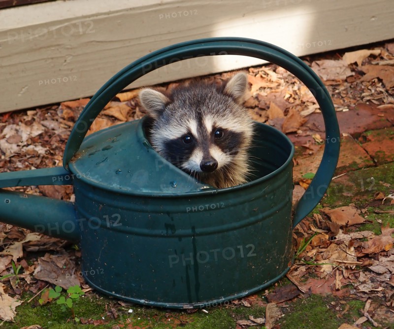 Racoon Baby.