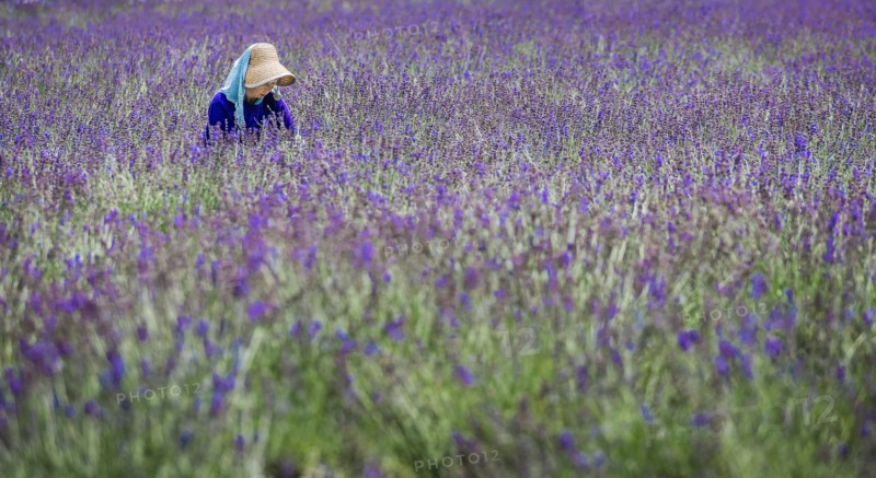 Lavenders.