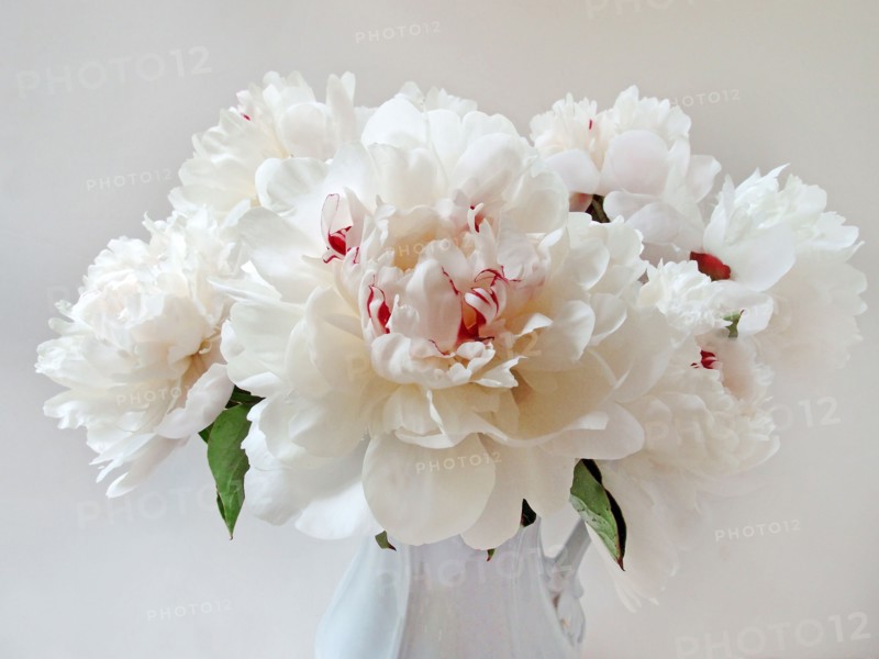Peonies.