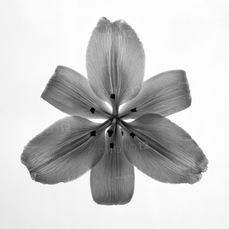 Lily.