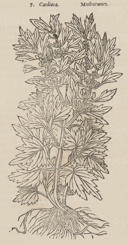 Theatrum Botanicum, the Theatre of Plants or An Universal and Compleat Herball., 1640. Creator: Unknown.