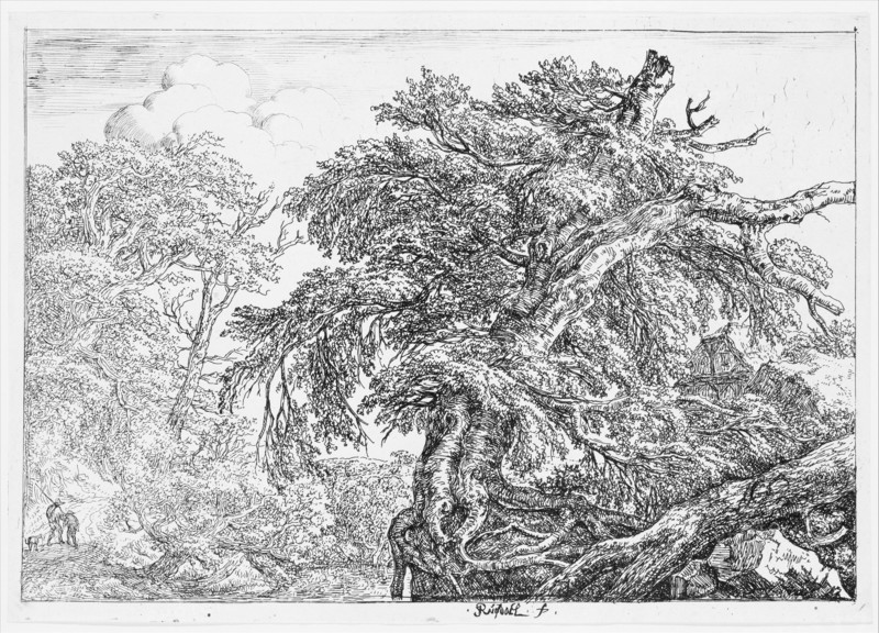 The Great Beech, 1650-82. Creator: Jacob van Ruisdael.