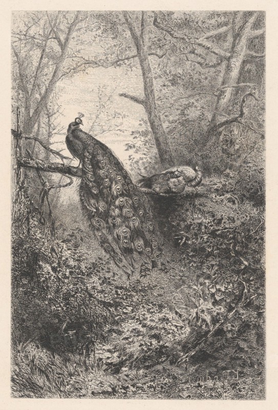 Peacocks on a Branch, ca. 1860. Creator: Karl Bodmer.