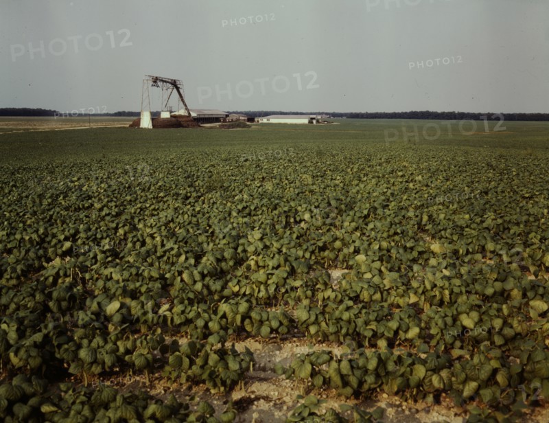 Bean field and canning factory, Seabrook Farm, Bridgeton, N.J., 1942. Creator: John Collier.
