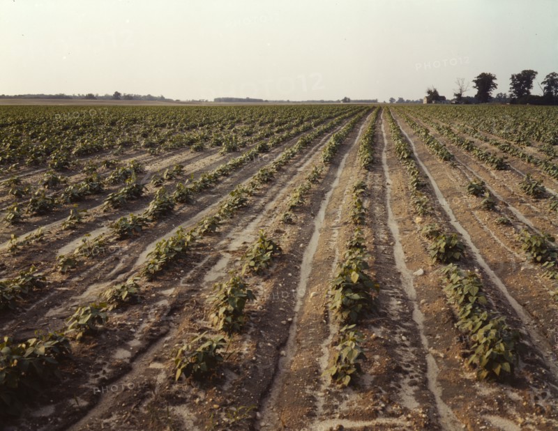 Bean fields, Seabrook Farm, Bridgeton, N.J., 1942. Creator: John Collier.