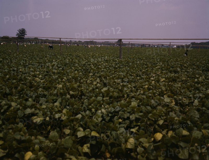 Day laborers picking string beans among the poles..., Seabrook Farms, Bridgeton, N.J., 1942. Creator: John Collier.