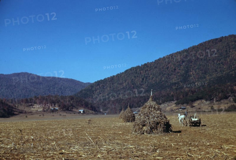 Cornshocks in mountain farm along the Skyline Drive in Virginia, ca. 1940. Creator: Jack Delano.