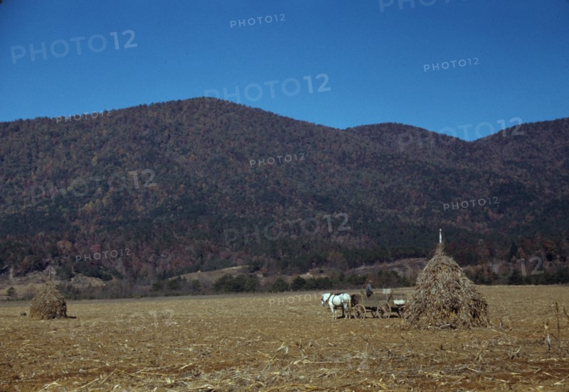 Cornshocks in mountain farm along the Skyline Drive in Virginia, ca. 1940. Creator: Jack Delano.