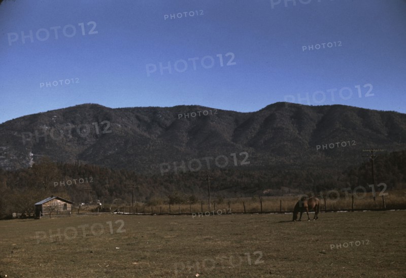 Horse in the pasture of a mountain farm along the Skyline Drive in Virginia, ca. 1940. Creator: Jack Delano.