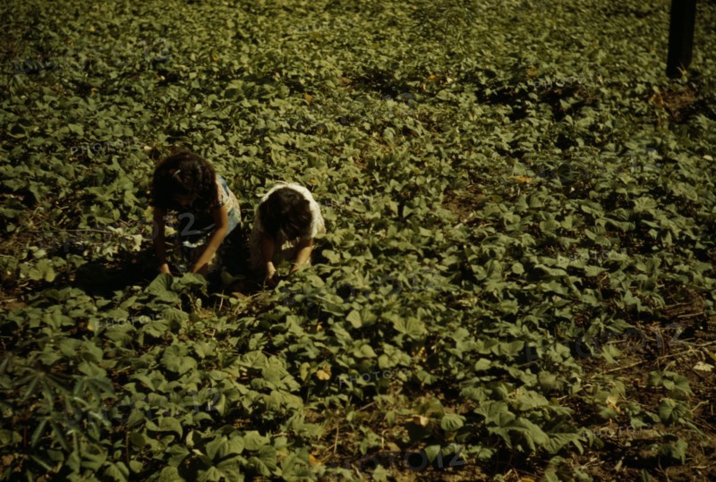 Two people kneeling, working in a field, possibly in Puerto Rico, 1941. Creator: Jack Delano.