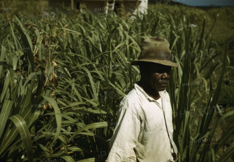 FSA borrower? in a sugar-cane field, Puerto Rico, 1941 or 1942. Creator: Jack Delano.