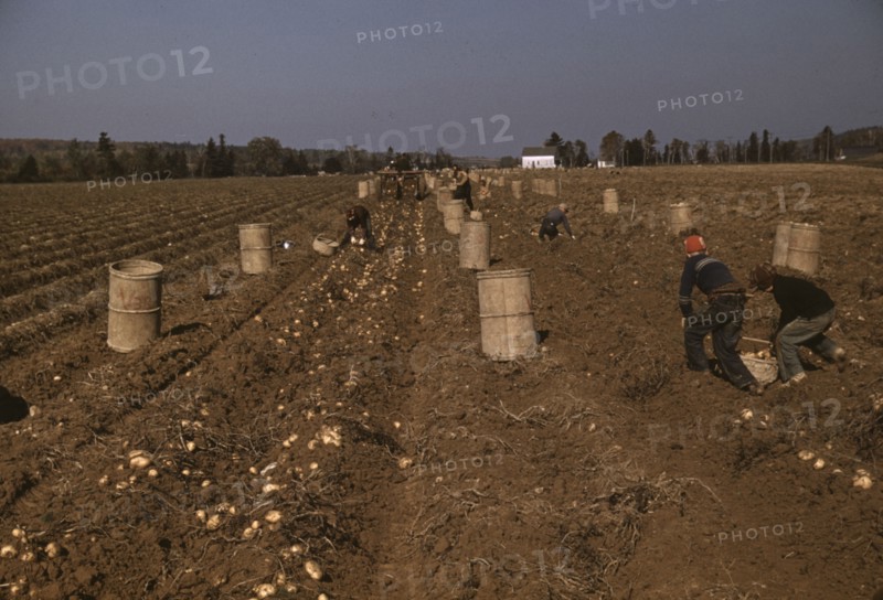 Children gathering potatoes on a large farm, vicinity of Caribou, Aroostook County, Maine , 1940. Creator: Jack Delano.