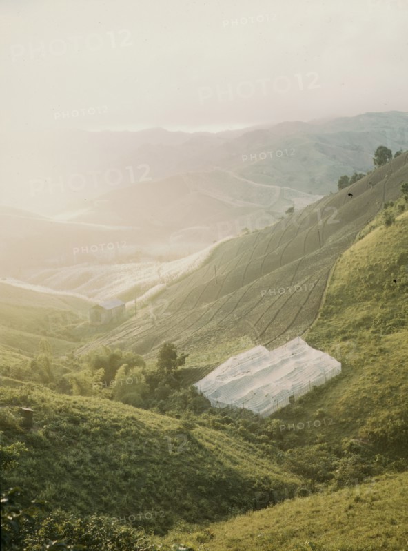 Tobacco country, vicinity of Barranquitas, Puerto Rico, 1941. Creator: Jack Delano.