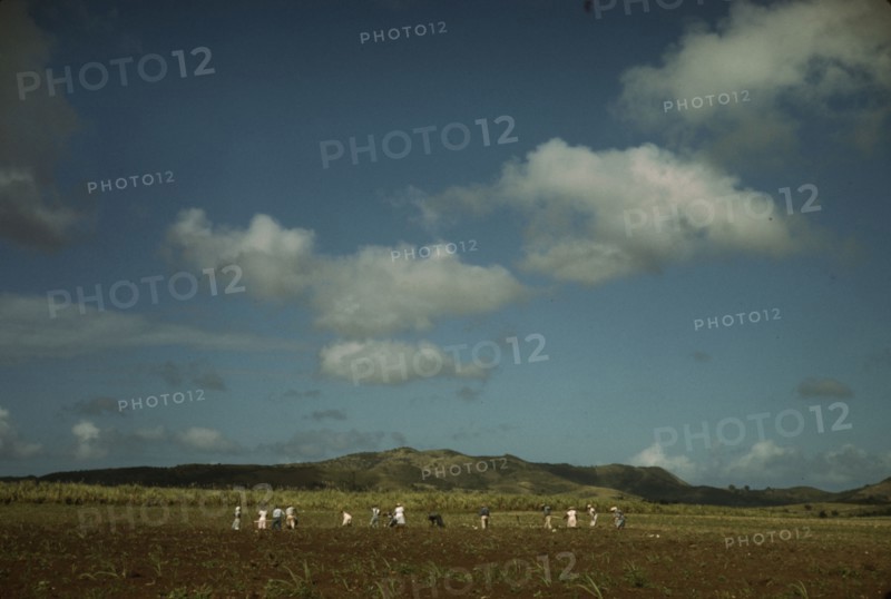 Cultivating sugar cane on the Virgin Islands Company land, vicinity of Bethlehem, St. Croix, 1941. Creator: Jack Delano.
