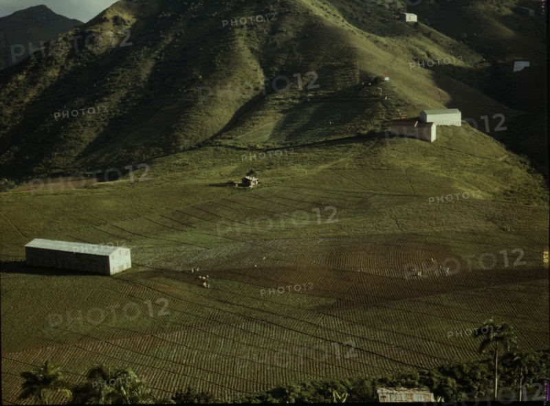 Cultivating tobacco at the Puerto Rico Reconstruction Administration..., Puerto Rico, 1941. Creator: Jack Delano.