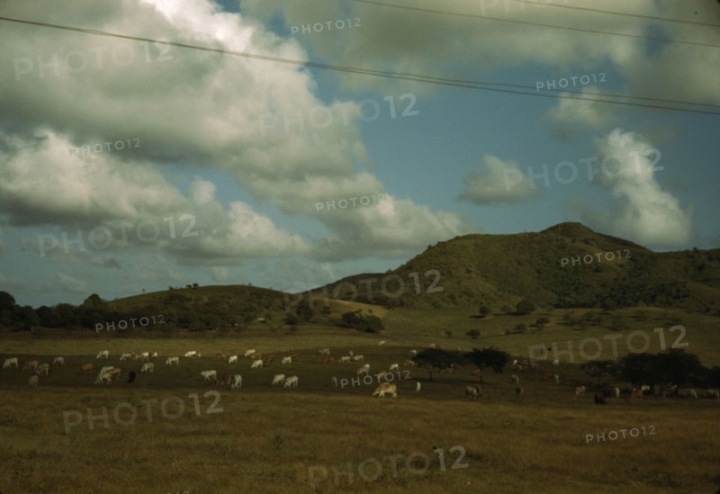A cattle farm, vicinity of Christiansted, St. Croix, Virgin Islands, 1941. Creator: Jack Delano.