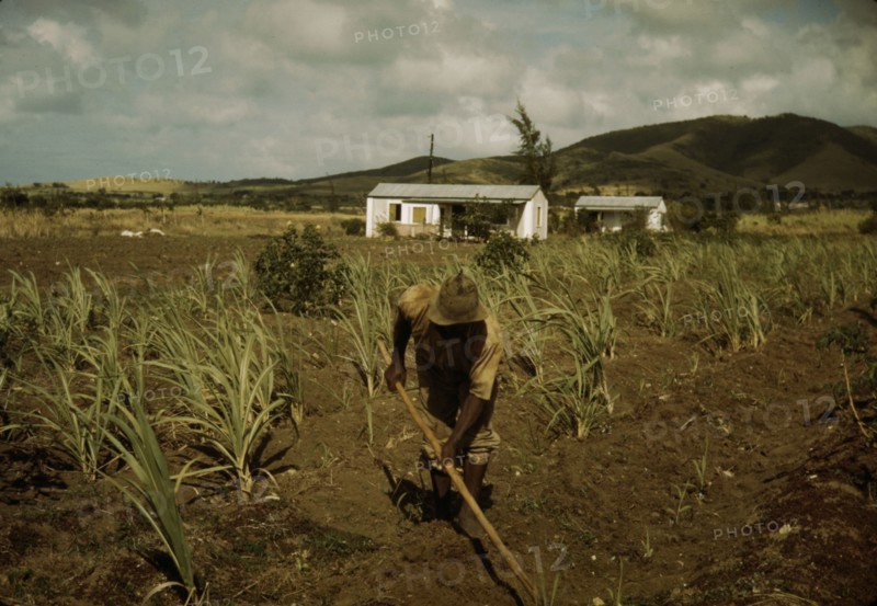 FSA borrower cultivating his sugar cane field, vicinity of Frederiksted, St. Croix, V.I. , 1941. Creator: Jack Delano.