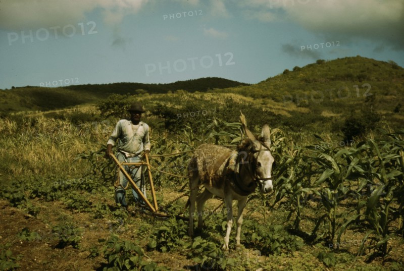 FSA borrower plowing his garden with one of the few plows used on the island, St. Croix, V.I., 1941. Creator: Jack Delano.