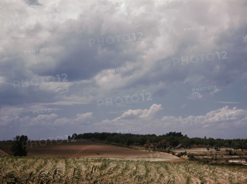 Corn field, Ga.?, 1941. Creator: Jack Delano.