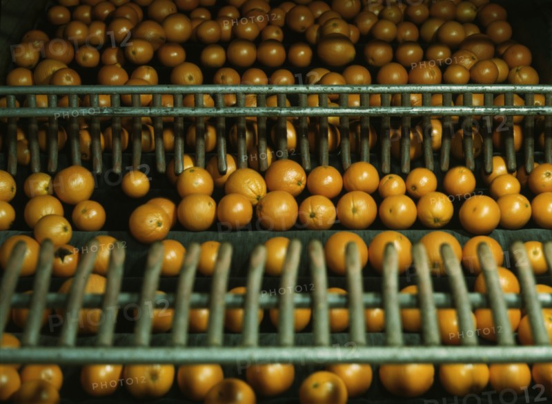 Drying oranges at a co-op orange packing plant, Redlands, Calif., 1943. Creator: Jack Delano.