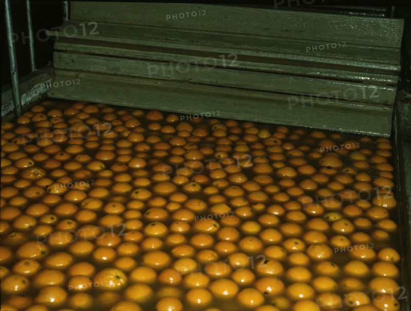 Washing oranges at an orange packing co-op, Redlands, Calif. , 1943. Creator: Jack Delano.