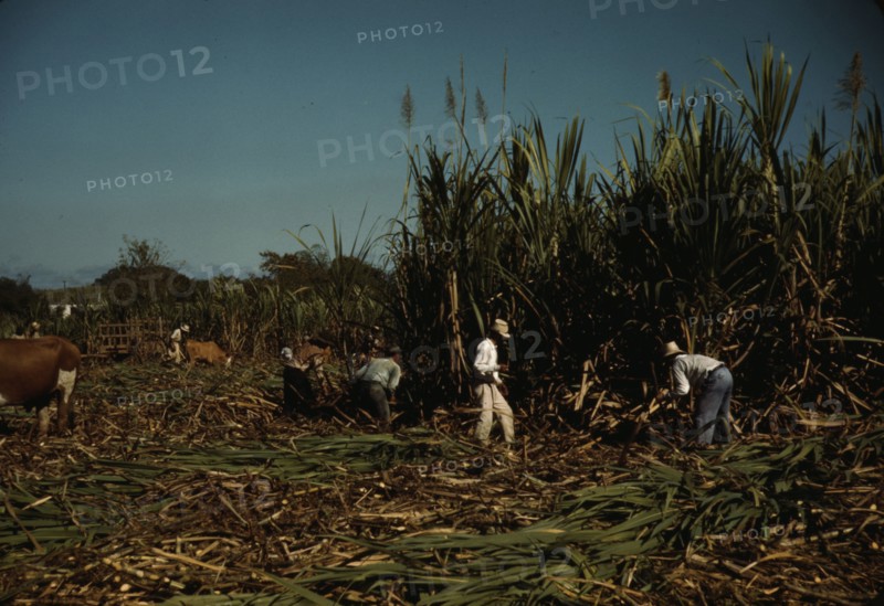 FSA borrowers harvesting sugar cane cooperatively on a farm, vicinity Rio Piedras, Puerto Rico, 1941 Creator: Jack Delano.