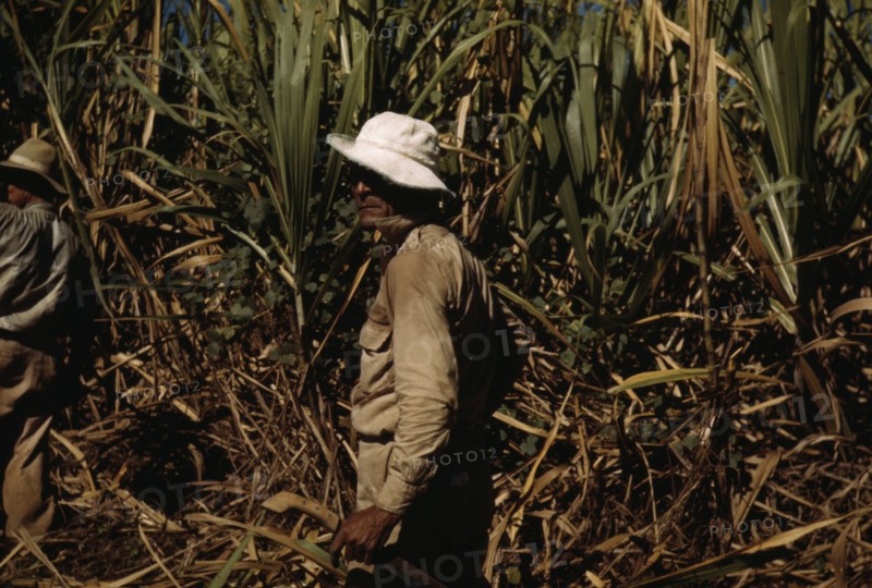 FSA borrower and participant in the sugar cane cooperative, Rio Piedras, Puerto Rico, 1941. Creator: Jack Delano.