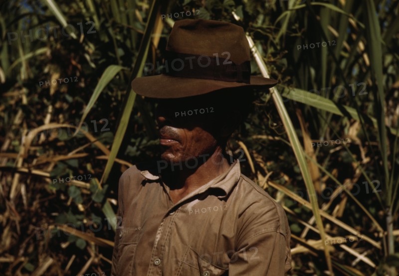 FSA borrower who is a member of a sugar cooperative, vicinity of Rio Piedras, Puerto Rico, 1942. Creator: Jack Delano.