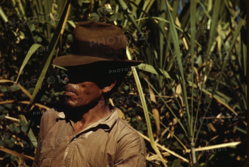 FSA borrower who is a member of a sugar cooperative, vicinity of Rio Piedras, Puerto Rico, 1942. Creator: Jack Delano.