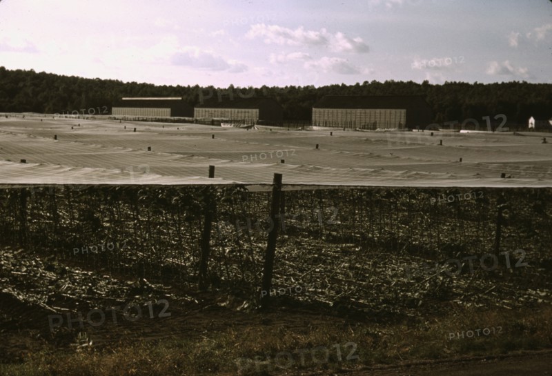 Cheesecloth covering used in growing shade grown tobacco, Suffield, Conn., 1940. Creator: Jack Delano.