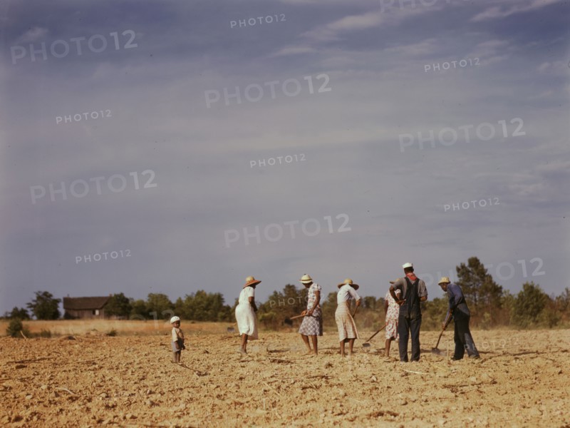 Chopping cotton on rented land near White Plains, Greene County, Ga., 1941. Creator: Jack Delano.