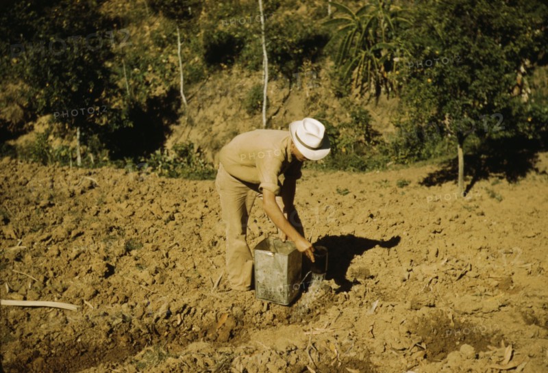 FSA borrower and member of Yauco tomato cooperative..., vicinity of Yauco, Puerto Rico, 1942. Creator: Jack Delano.