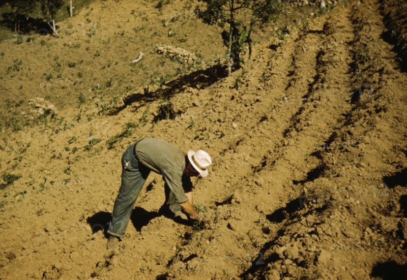 FSA borrower and member of Yauco tomato cooperative..., vicinity of Yauco, Puerto Rico, 1942. Creator: Jack Delano.