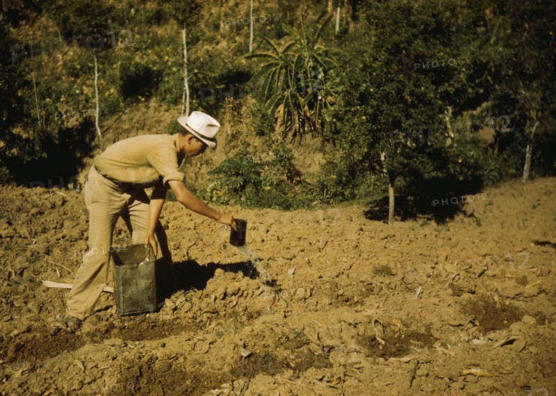 FSA borrower and member of Yauco tomato cooperative..., vicinity of Yauco, Puerto Rico, 1942. Creator: Jack Delano.