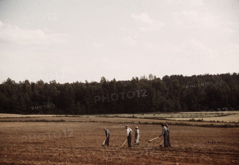 Chopping cotton, Greene County, Ga.?, ca. 1941. Creators: Marion Post Wolcott, Jack Delano.