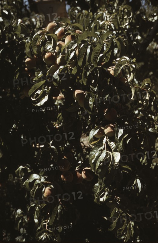 A branch of peaches in an orchard, Delta County, Colo., 1940. Creator: Russell Lee.