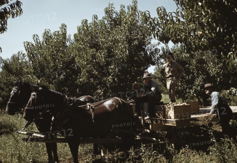 Crates of peaches being gathered from pickers to be hauled to..., Delta County, Colo., 1940. Creator: Russell Lee.