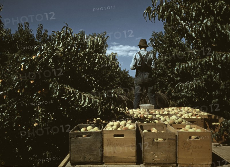 Hauling crates of peaches from the orchard to the shipping shed, Delta County, Colo., 1940. Creator: Russell Lee.