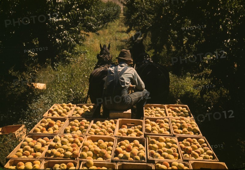 Hauling crates of peaches from the orchard to the shipping shed, Delta County, Colo., 1940. Creator: Russell Lee.