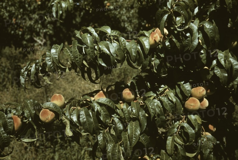 Peach trees in an orchard, Delta County, Colo., 1940. Creator: Russell Lee.