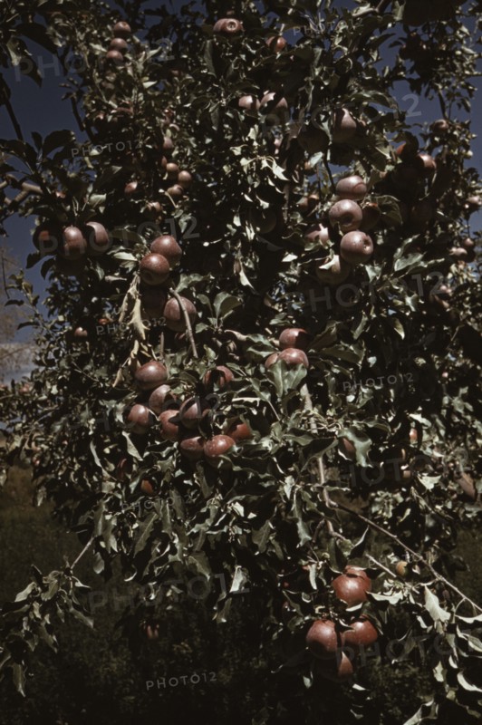 Peaches [i.e. apples] on a tree, orchard in Delta County, Colo., 1940. Creator: Russell Lee.