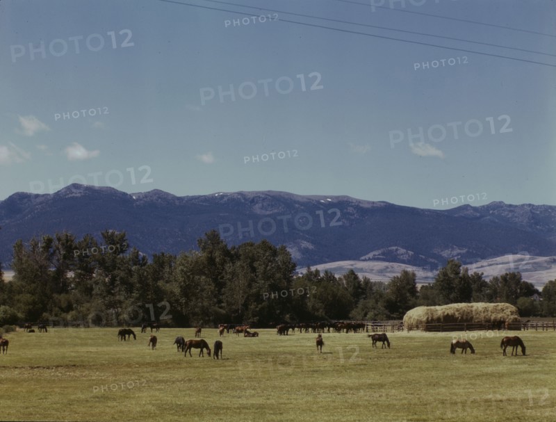 Horse breeding ranch, Grant Co., Oregon, 1942. Creator: Russell Lee.