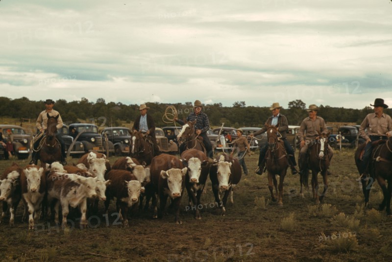 Driving calves into the corral for roping at the rodeo of the Pie Town, New Mexico Fair, 1940. Creator: Russell Lee.