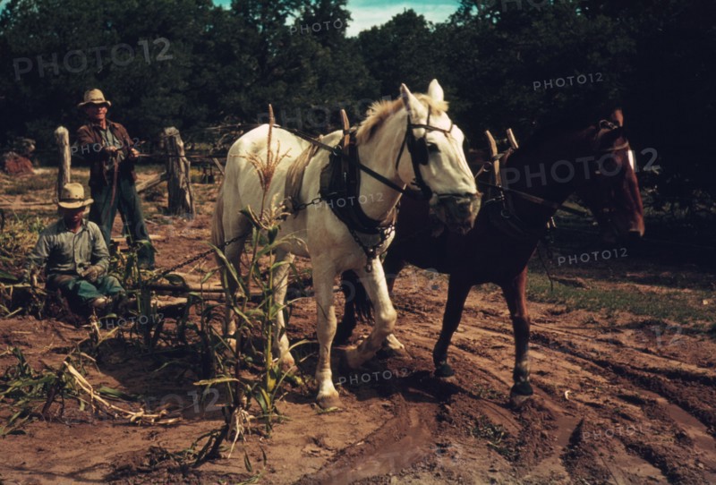 Harvesting new corn from the field of Jim Norris, Pie Town, New Mexico, 1940. Creator: Russell Lee.