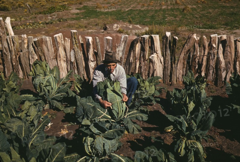 Mr. Leatherman, homesteader, tying up cauliflower, Pie Town, New Mexico, 1940. Creator: Russell Lee.