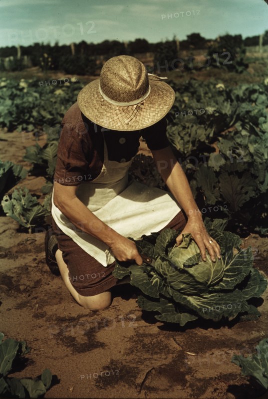 Mrs. Norris with homegrown cabbage, one of the many vegetables..., Pie Town, New Mexico, 1940. Creator: Russell Lee.